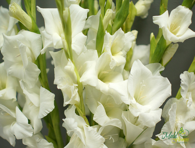 White Gladiolus (made to order, 10 days) photo